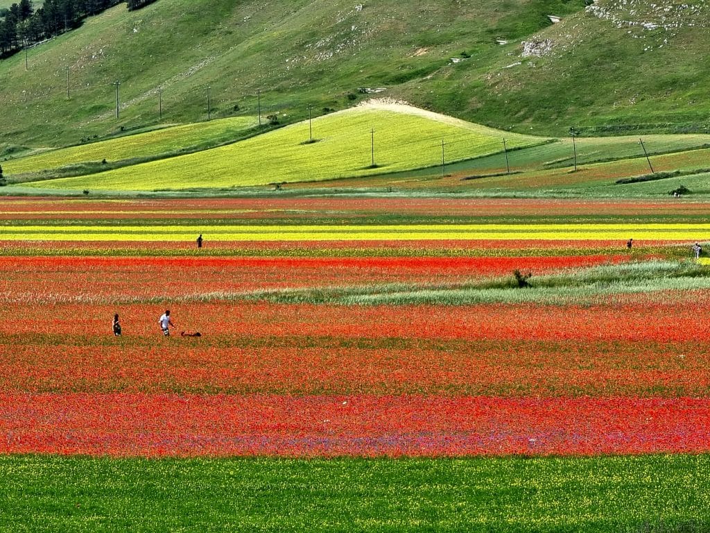 Castelluccio di Norcia - Piana in fiore