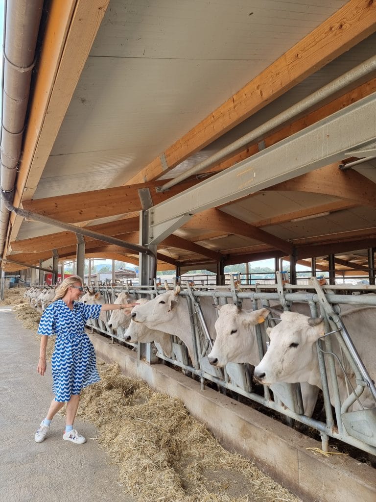 Tenuta La Fratta, allevamento di chianina
