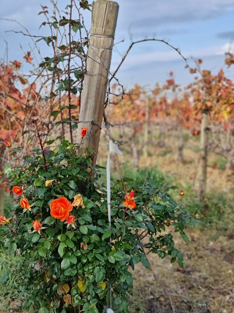 Umbria - Sagrantino di Montefalco