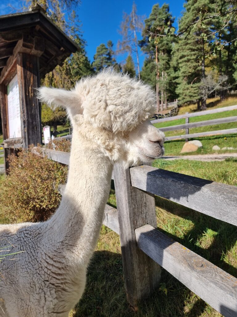 Allevamento di alpaca