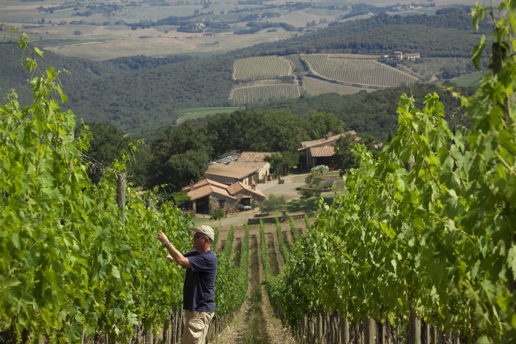 Toscana - Antonio Michael Zaccheo nel vigneto di Montalcino