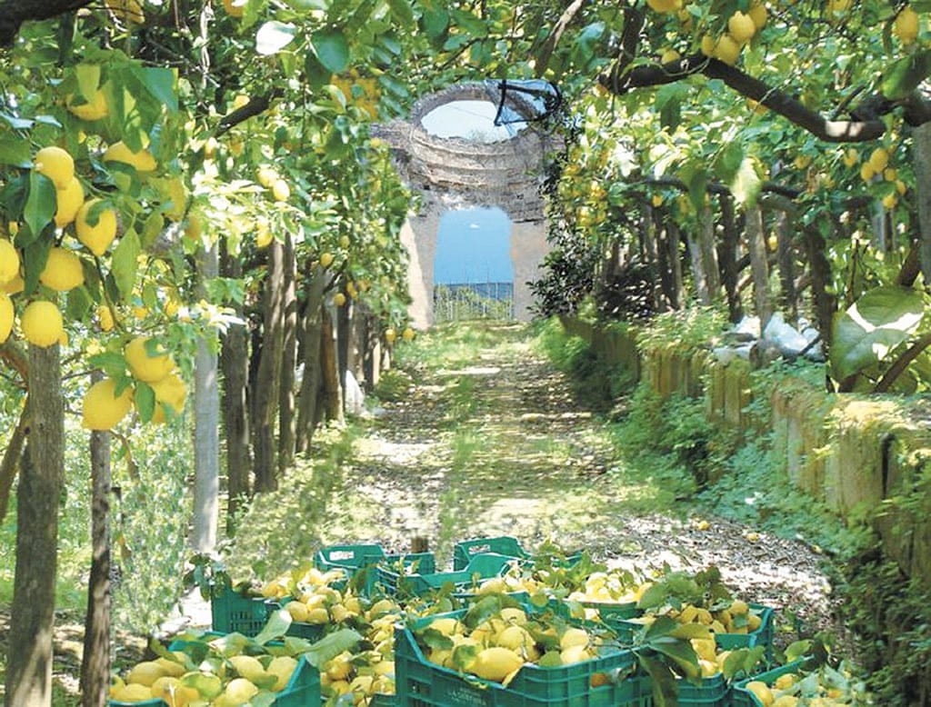 Penisola sorrentina - I limoni di Sorrento