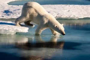 WWF Travel - Isole Svalbard