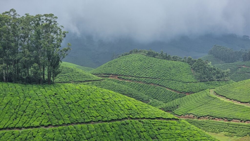 Piantagioni di tè a Munnar