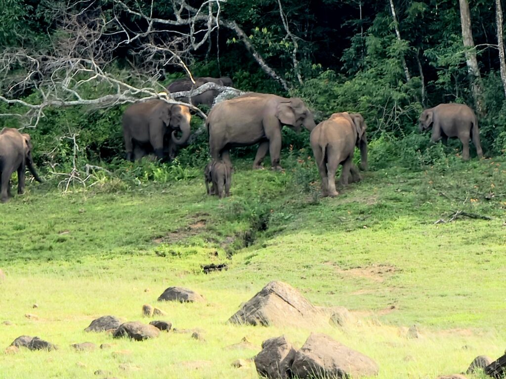 Elefanti nel Periyar National Park visti dalla barca