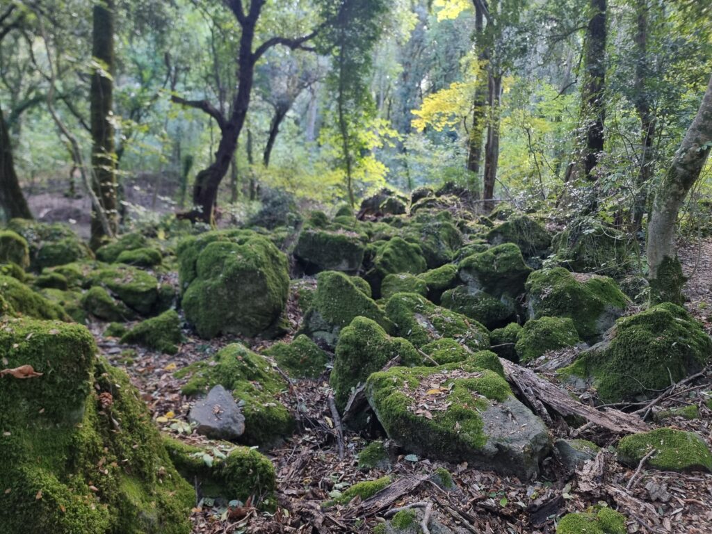 Bosco del Sasseto
