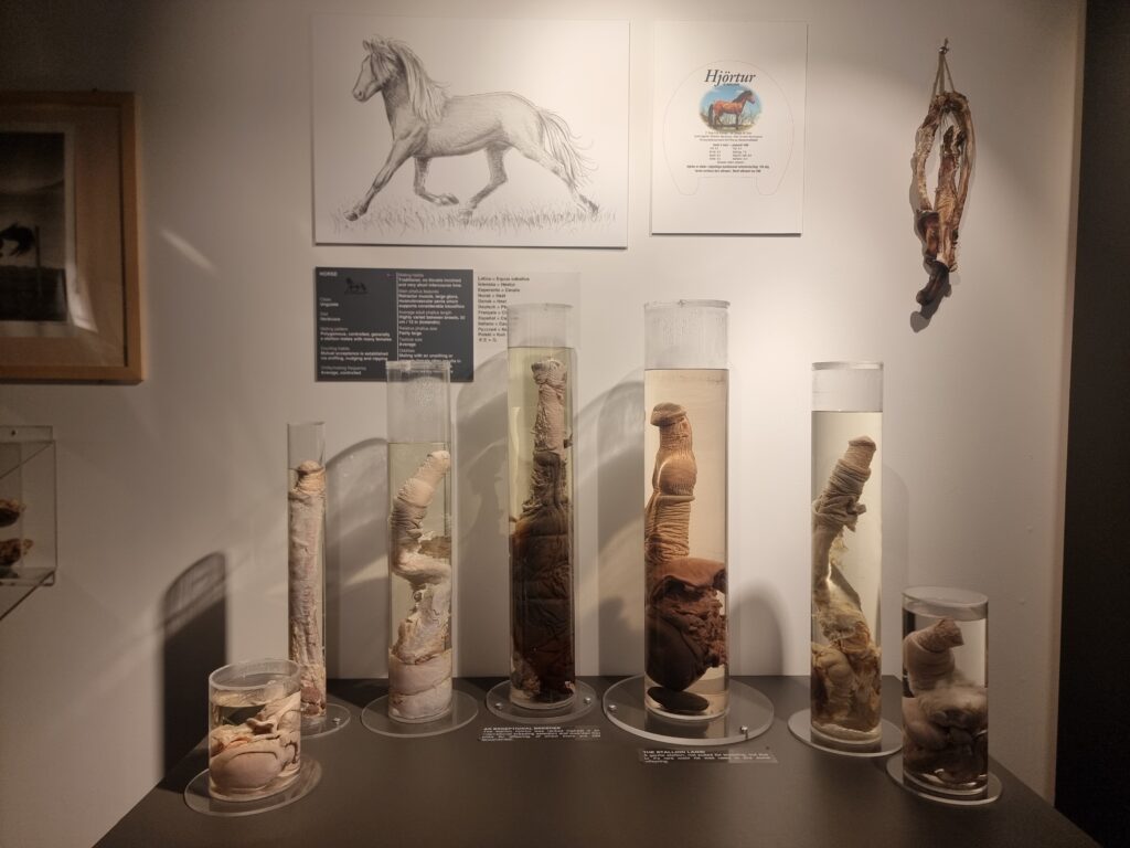 Il Museo Fallologico di Reykjavík