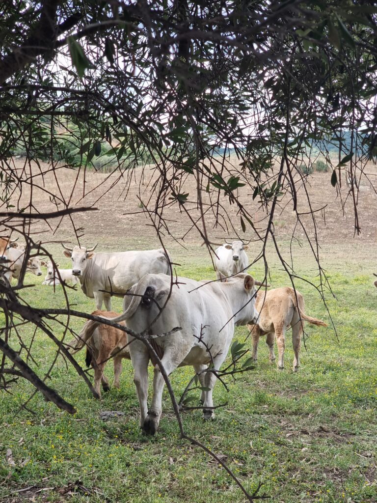 Un gregge di mucche all'interno del Domaine de Murtoli