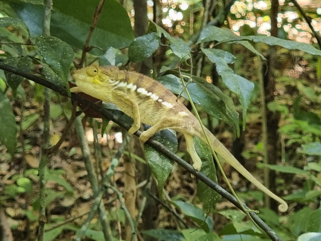 Camaleonte nel Parco Nazionale di Lokobe