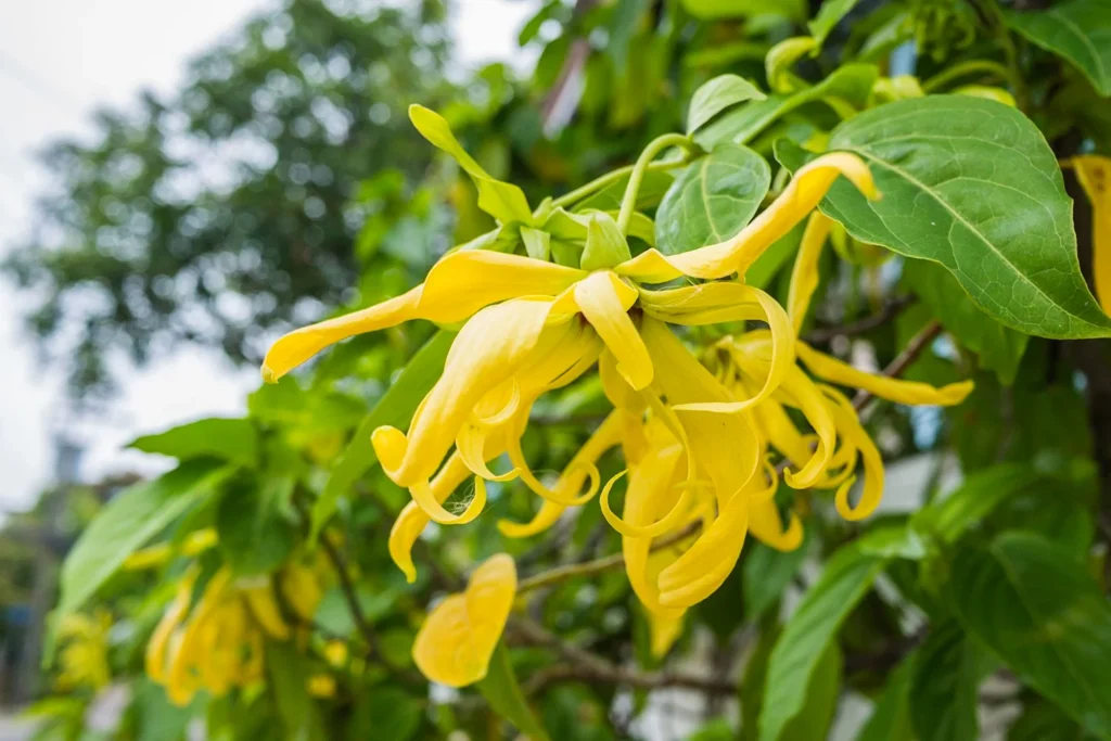 Il fiore giallo dell'ylang ylang